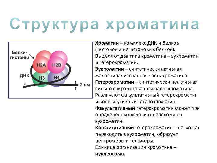 Комплекс днк. Комплекс ДНК И белков. Хроматин комплекс ДНК И белков. ДНК гистоновые комплексы. Хромотив комплекк ДНК И белков гистонов и негистонов.