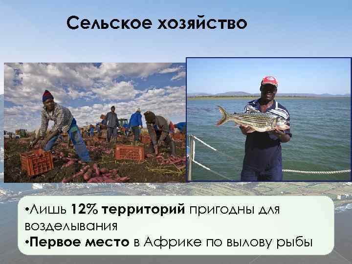 Сельское хозяйство • Лишь 12% территорий пригодны для возделывания • Первое место в Африке