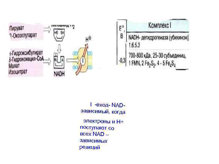 I -вход- NADзависимый, когда электроны и Н+ поступают со всех NAD – зависимых реакций