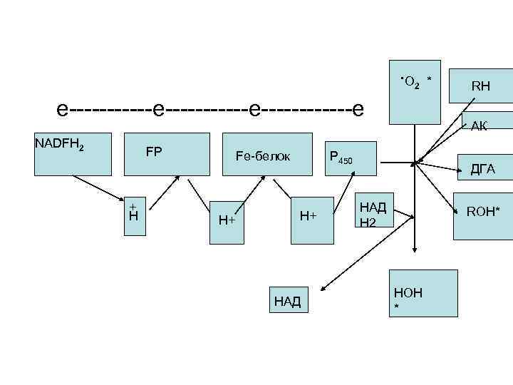 . O * 2 e-----------e------e NADFH 2 FP + Н Fe-белок Н+ АК Р