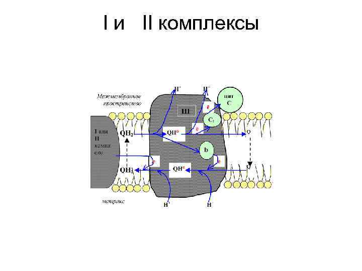 I и II комплексы 