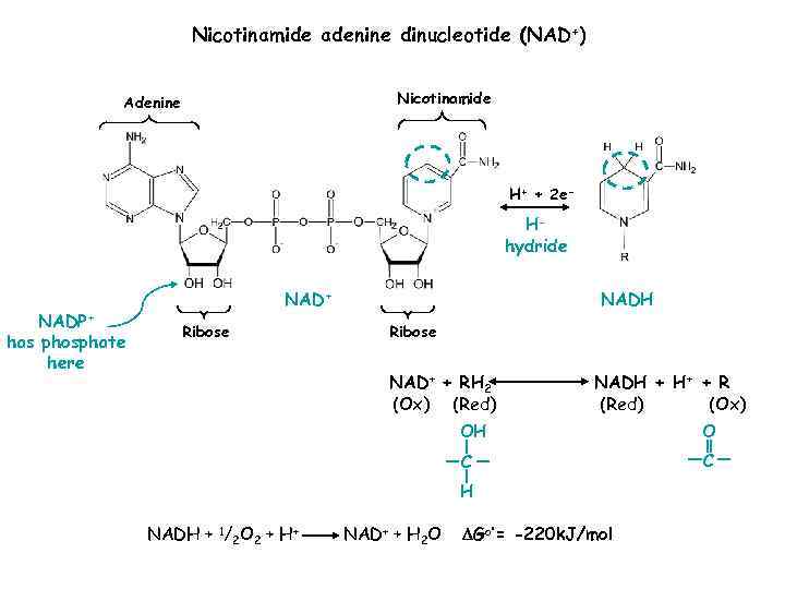 Nicotinamide adenine dinucleotide (NAD+) Nicotinamide Adenine H+ + 2 e- Hhydride NADP+ has phosphate