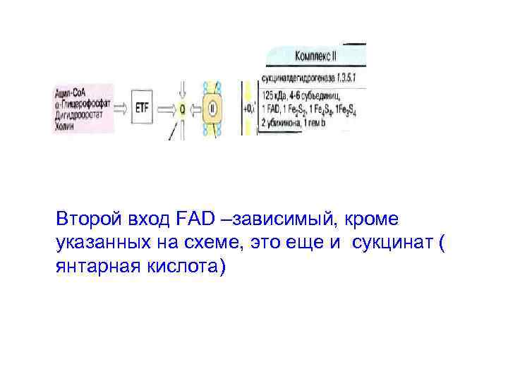 Второй вход FAD –зависимый, кроме указанных на схеме, это еще и сукцинат ( янтарная