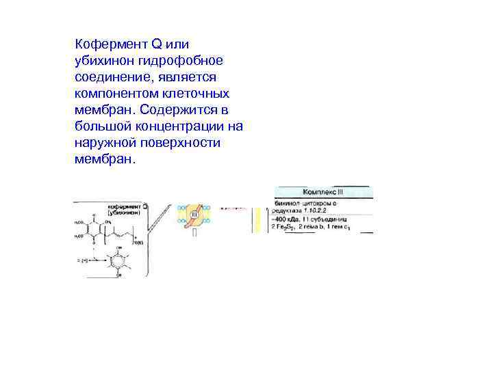 Кофермент Q или убихинон гидрофобное соединение, является компонентом клеточных мембран. Содержится в большой концентрации