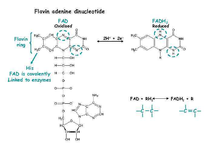 Flavin adenine dinucleotide FADH 2 Reduced Oxidised Flavin ring 2 H+ + 2 e-