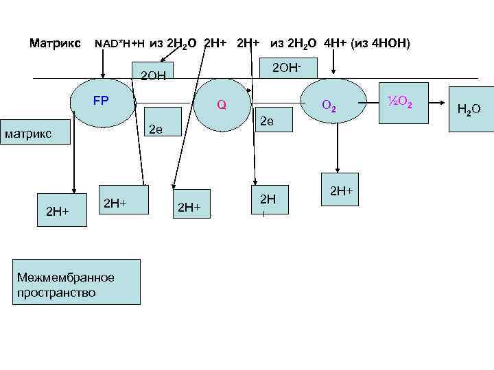 Матрикс NAD*H+H из 2 Н 2 О 2 Н+ из 2 Н 2 О