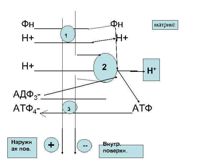 Фн_____ 1 Н+______ Фн Н+ матрикс Н+__________ H+ 2 АДФ 3 -______ 3 АТФ