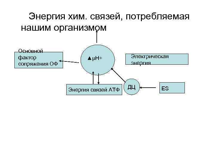 Энергия хим. cвязей, потребляемая нашим организмом Основной фактор сопряжения ОФ ▲μΗ+ Энергия связей АТФ