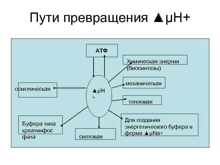 Пути превращения ▲μΗ+ АТФ Химическая энергия (биосинтезы) осмотическая Буфера типа креатинфос фата механическая ▲μΉ