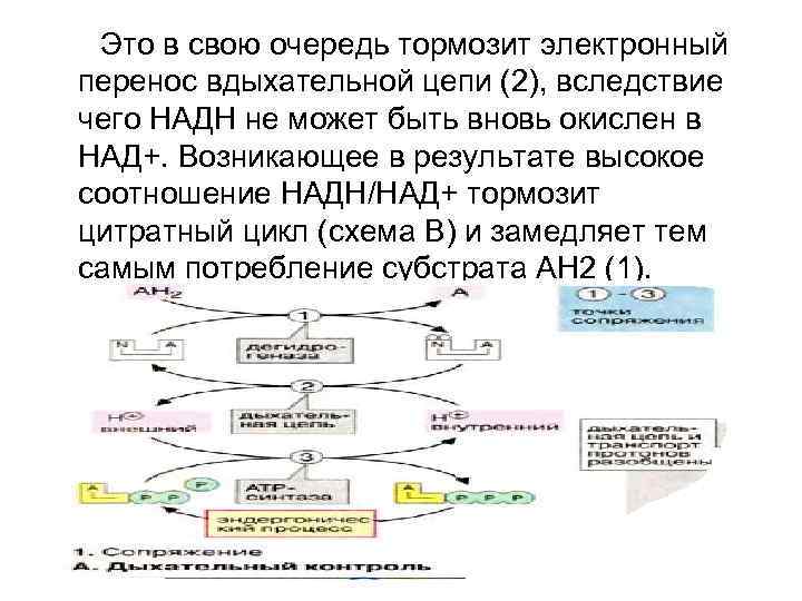 Это в свою очередь тормозит электронный перенос вдыхательной цепи (2), вследствие чего НАДН не