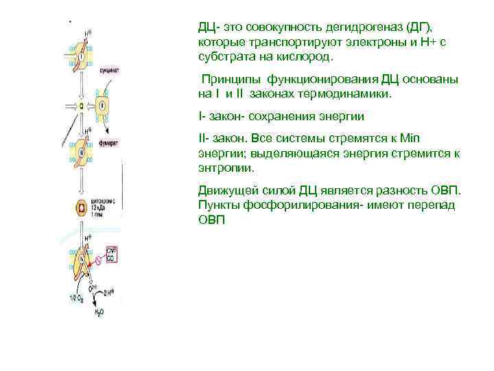 ДЦ- это совокупность дегидрогеназ (ДГ), которые транспортируют электроны и Н+ с субстрата на кислород.