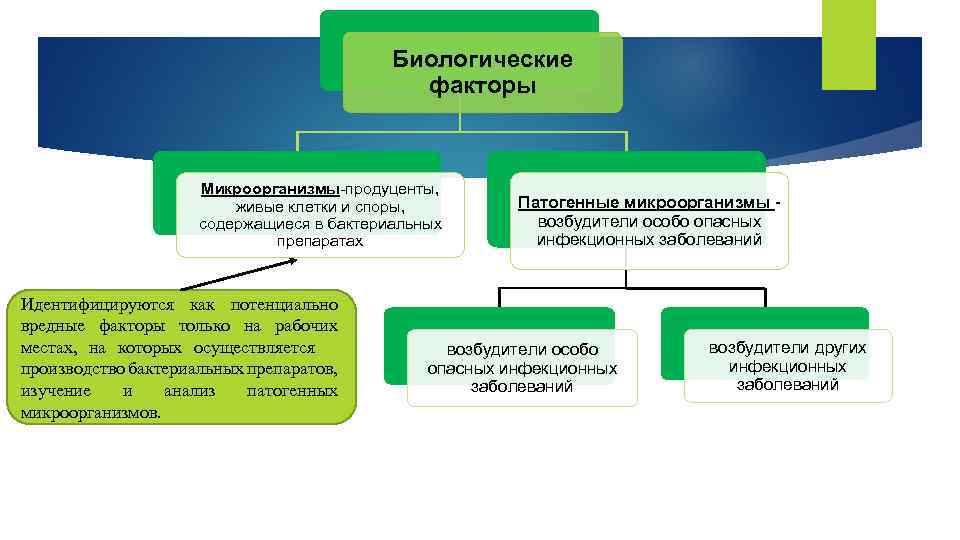 Биологические факторы Микроорганизмы-продуценты, живые клетки и споры, содержащиеся в бактериальных препаратах Идентифицируются как потенциально