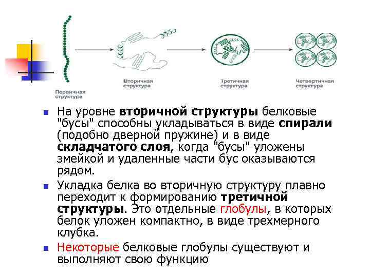 n n n На уровне вторичной структуры белковые "бусы" способны укладываться в виде спирали