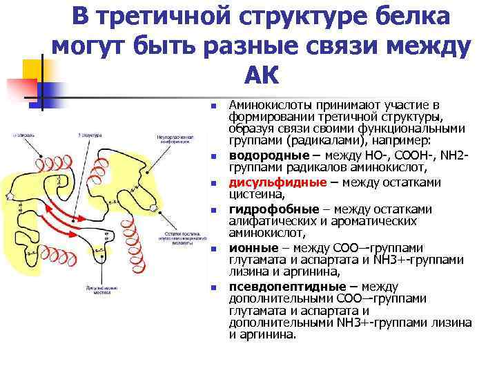 Участвует в образовании белков. Типы связей при формировании третичной структуры белка. Связи участвующие в образовании третичной структуры белка. Типы связей возникающих при формировании третичной структуры белка. Лизин третичная структура.