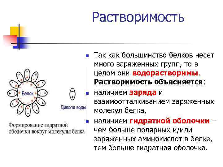 Растворимость n n n Так как большинство белков несет много заряженных групп, то в