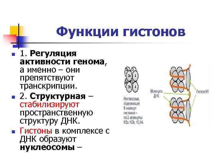 Функции гистонов n n n 1. Регуляция активности генома, а именно – они препятствуют