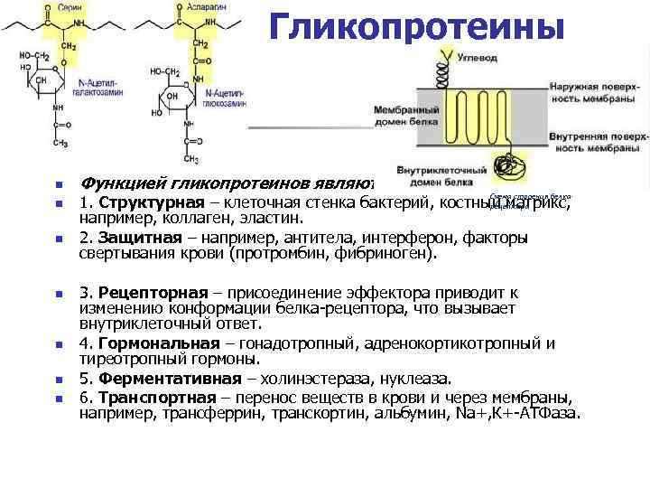 Являются гликопротеинами