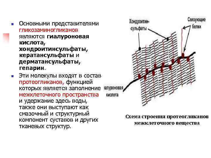 n n Основными представителями гликозаминогликанов являются гиалуроновая кислота, хондроитинсульфаты, кератансульфаты и дерматансульфаты, гепарин. Эти