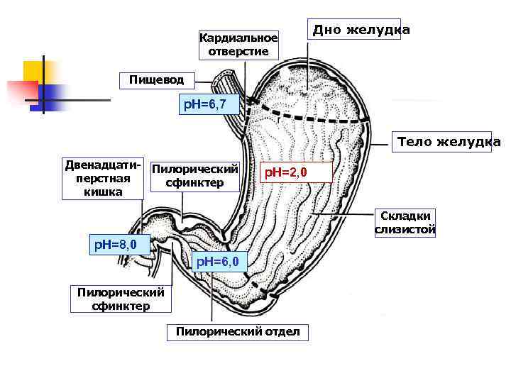 Кардиальный отдел желудка. Пилорический отверстие отдел желудка. Кардиальное отверстие желудка. Входное отверстие желудка. Отверстия желудка анатомия.