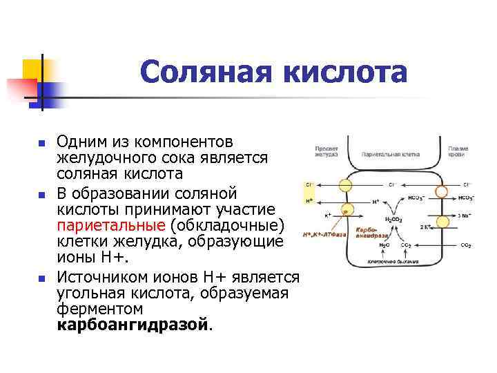 Соляная кислота n n n Одним из компонентов желудочного сока является соляная кислота В