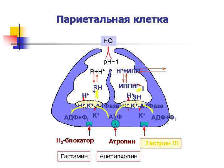 Париетальные клетки желудка. Париетальные клетки желудка механизм. Рецепторы париетальных клеток желудка. Париетальная клетка схема секреции. Строение париетальной клетки.