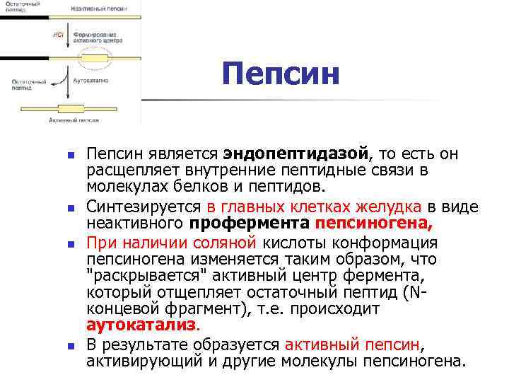 Пепсин n n Пепсин является эндопептидазой, то есть он расщепляет внутренние пептидные связи в