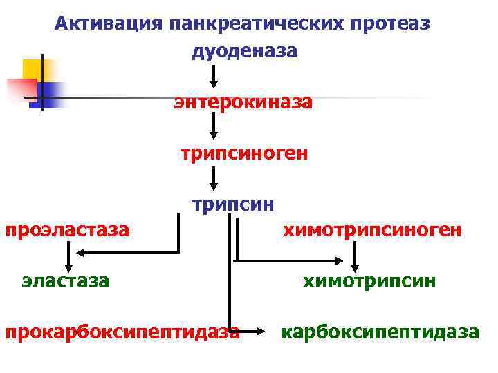 Энтерокиназа это