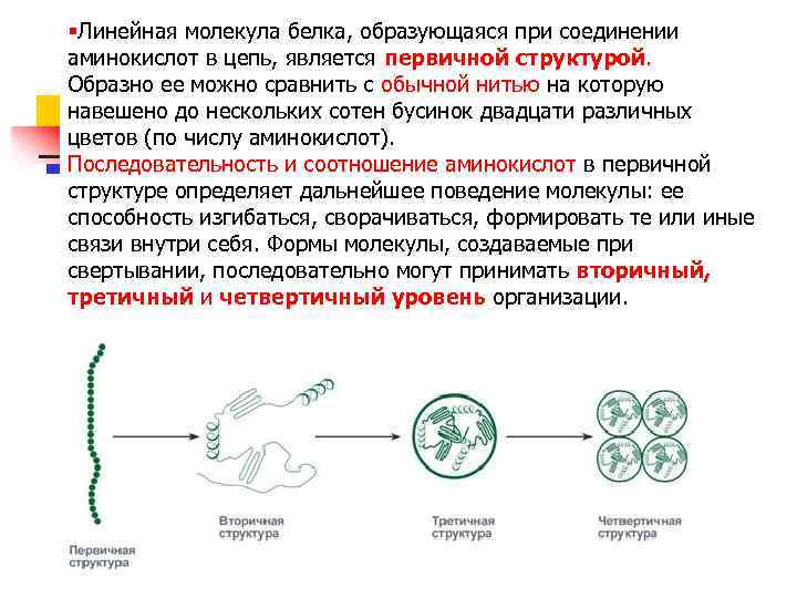 §Линейная молекула белка, образующаяся при соединении аминокислот в цепь, является первичной структурой. Образно ее