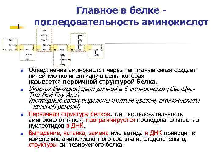 Главное в белке - последовательность аминокислот n n Объединение аминокислот через пептидные связи создает