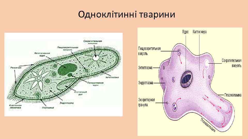 Одноклітинні тварини 