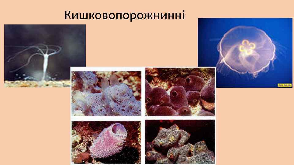 Кишковопорожнинні 