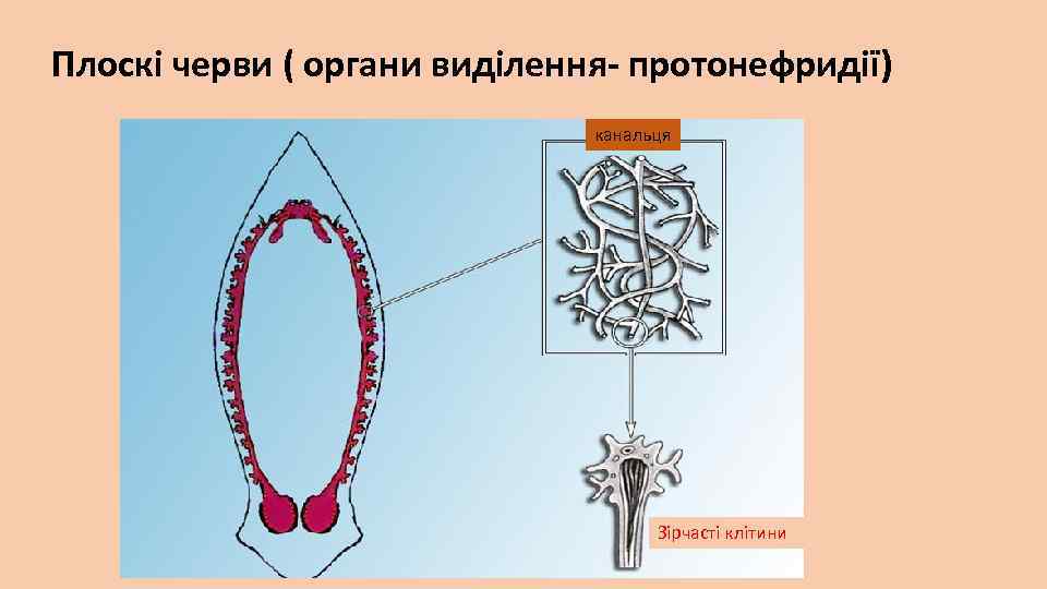 Плоскі черви ( органи виділення- протонефридії) канальця Зірчасті клітини 
