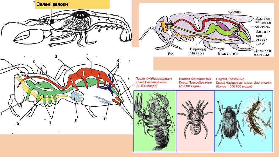 Зелені залози 