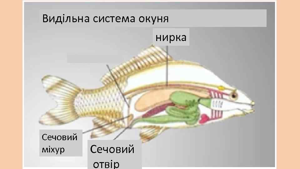 Видільна система окуня нирка Сечовий міхур Сечовий отвір 