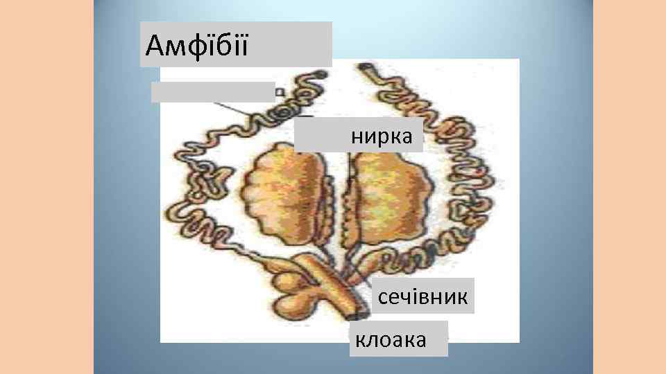 Амфїбії нирка сечівник клоака 