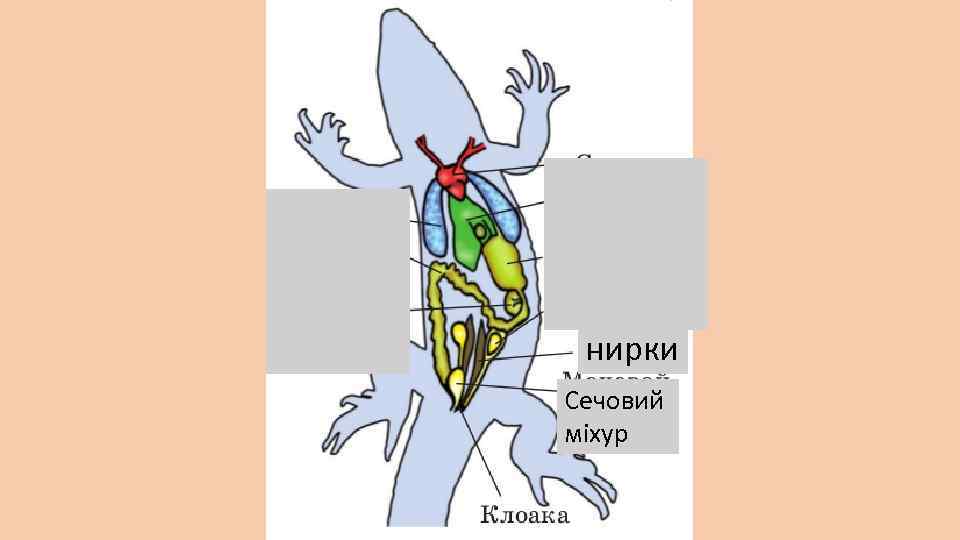 нирки Сечовий міхур 