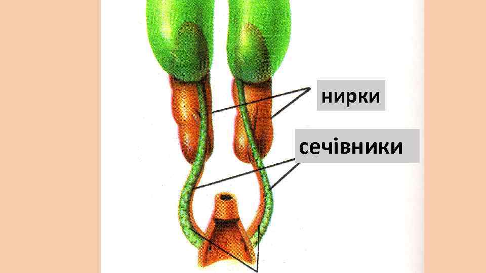 нирки сечівники 