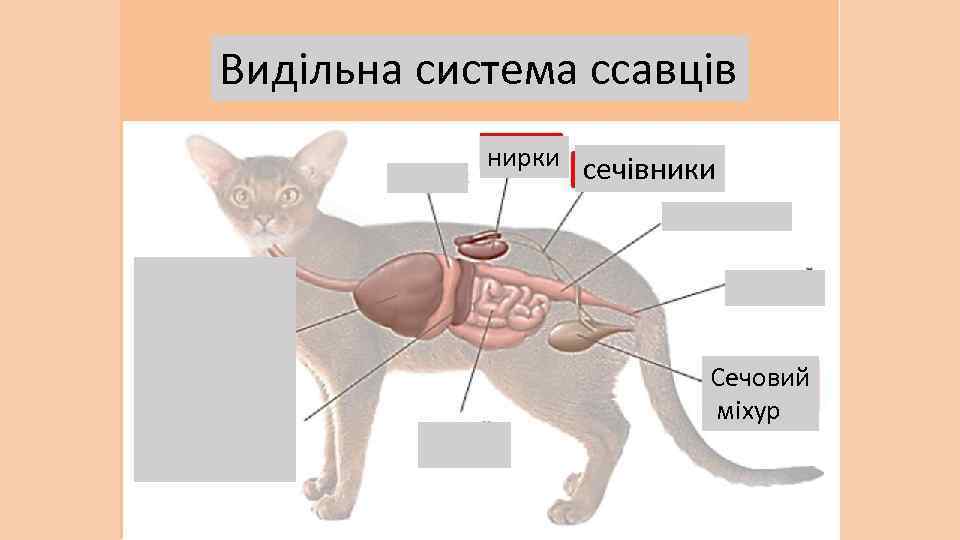 Видільна система ссавців нирки сечівники Сечовий міхур 