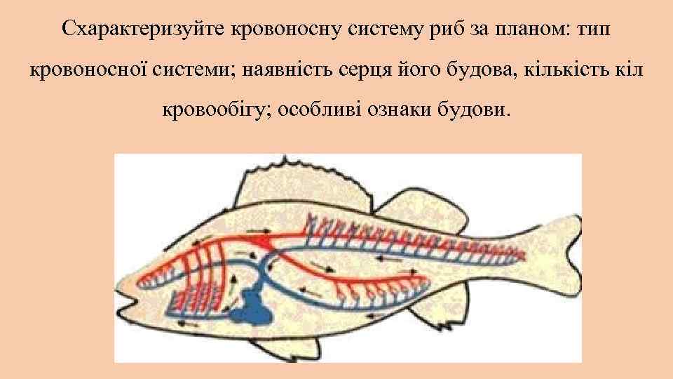 Схарактеризуйте кровоносну систему риб за планом: тип кровоносної системи; наявність серця його будова, кількість