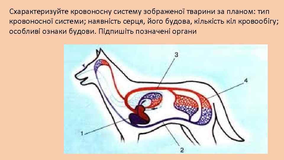 Схарактеризуйте кровоносну систему зображеної тварини за планом: тип кровоносної системи; наявність серця, його будова,