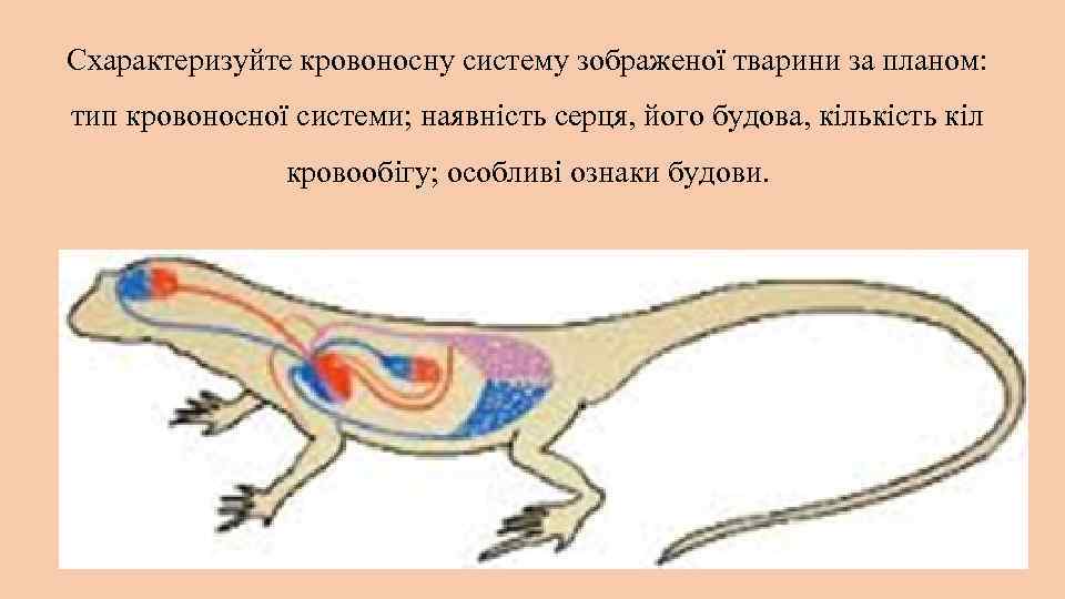 Опорная система рептилий