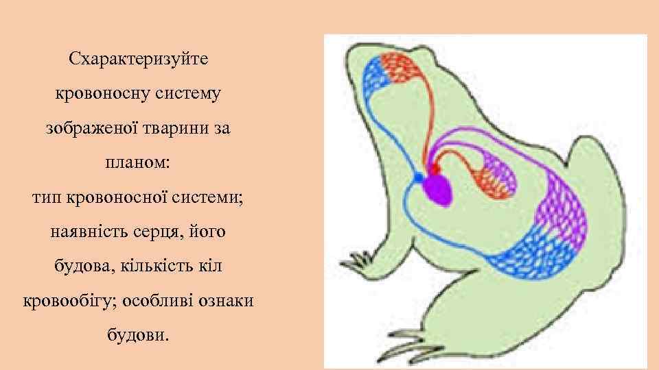Схарактеризуйте кровоносну систему зображеної тварини за планом: тип кровоносної системи; наявність серця, його будова,