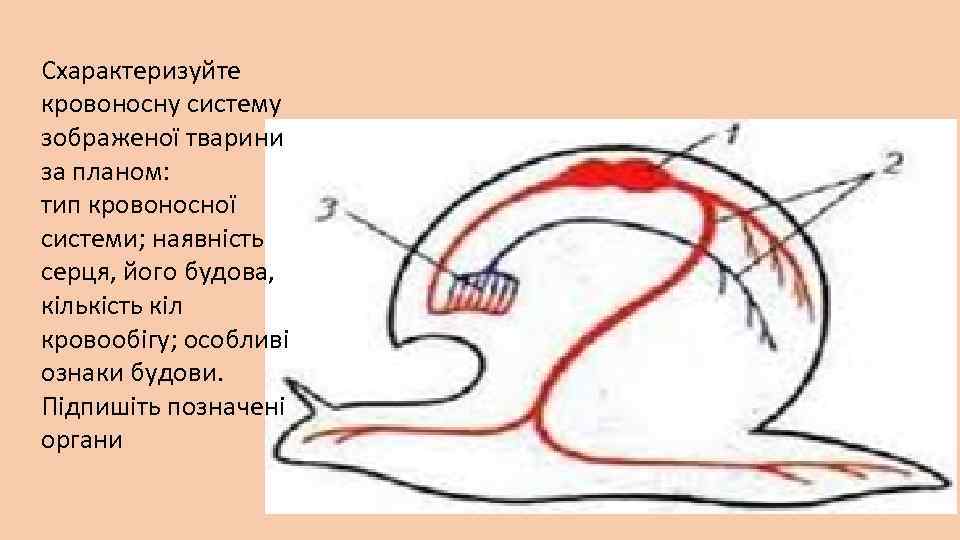 Схарактеризуйте кровоносну систему зображеної тварини за планом: тип кровоносної системи; наявність серця, його будова,