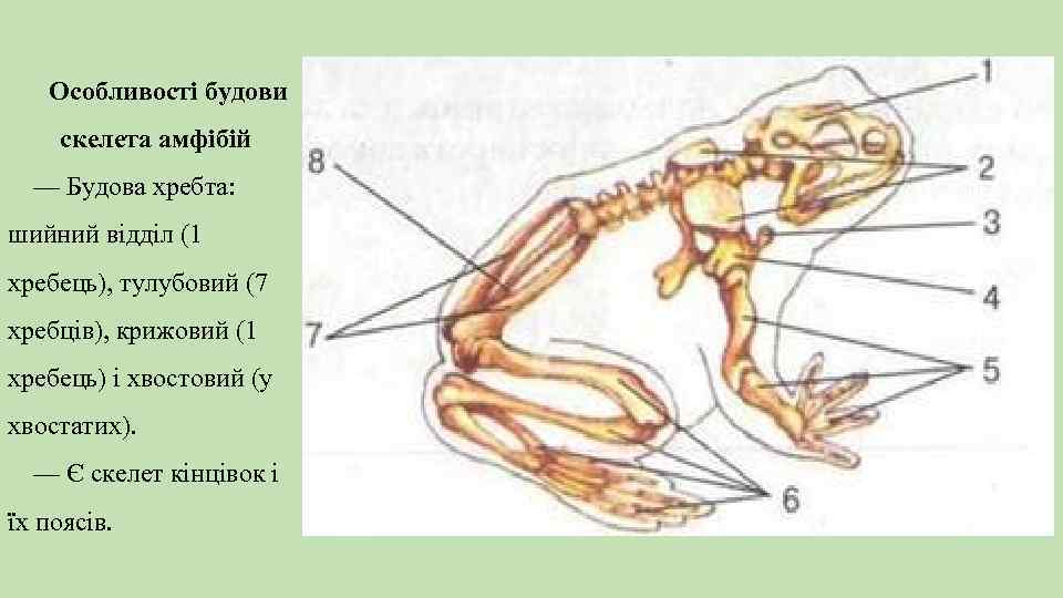 Особливості будови скелета амфібій — Будова хребта: шийний відділ (1 хребець), тулубовий (7 хребців),