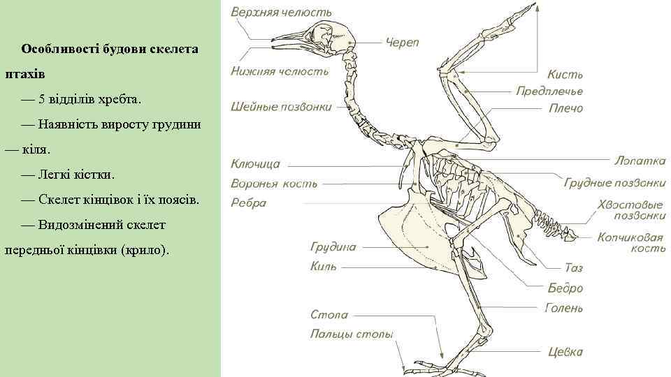 Особливості будови скелета птахів — 5 відділів хребта. — Наявність виросту грудини — кіля.