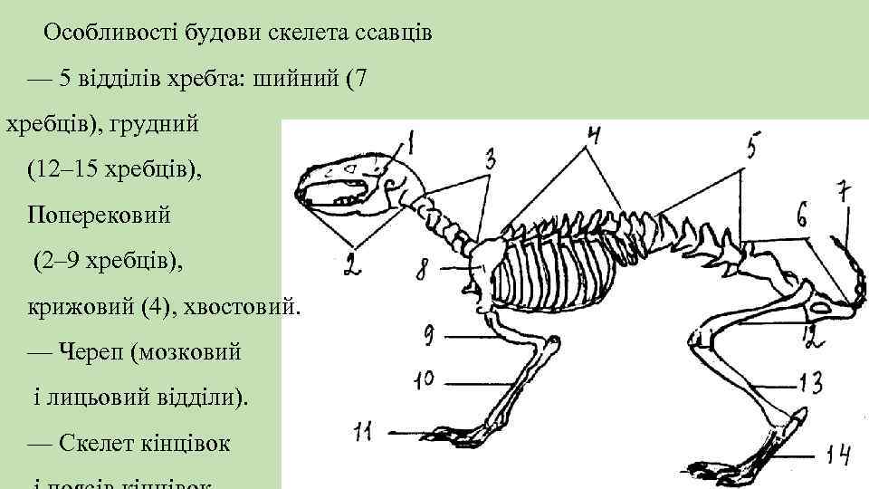 Особливості будови скелета ссавців — 5 відділів хребта: шийний (7 хребців), грудний (12– 15