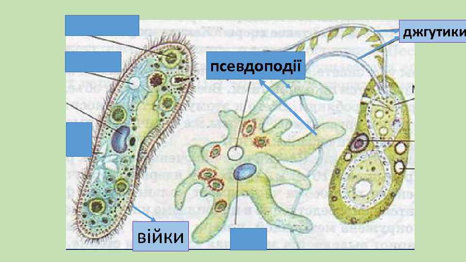 джгутики псевдоподії війки 