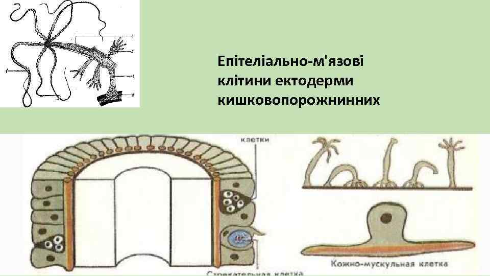 Епітеліально-м'язові клітини ектодерми кишковопорожнинних 