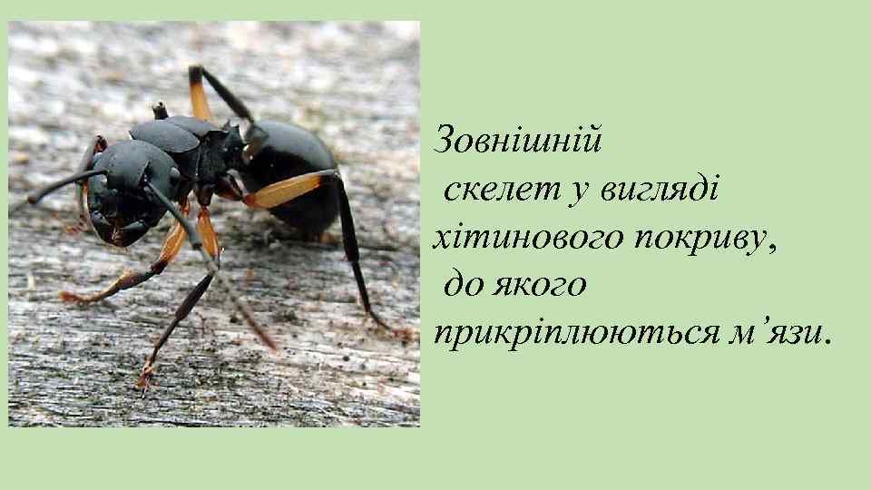 Зовнішній скелет у вигляді хітинового покриву, до якого прикріплюються м’язи. 