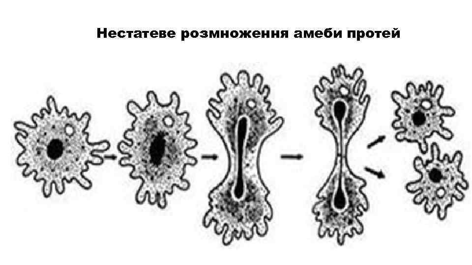 Нестатеве розмноження амеби протей 